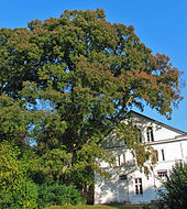 2006 Ulmen